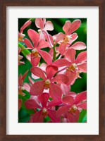 Framed Singapore. National Orchid Garden - salmon colored Orchids