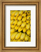 Framed Oman, Dhofar Region, Salalah. Local bananas for Sale