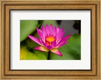 Framed Single magenta water lily at the Orchid Garden at Lake Gardens Park in Kuala Lumpur Malaysia