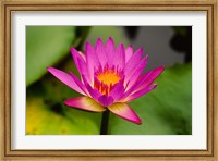 Framed Single magenta water lily at the Orchid Garden at Lake Gardens Park in Kuala Lumpur Malaysia