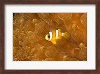 Framed Clark's Anemonefish, Puerto Gallera, Philippines