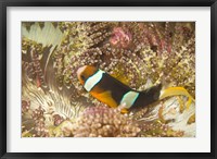 Framed Clark's Anemonefish, Philippines