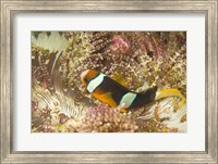 Framed Clark's Anemonefish, Philippines