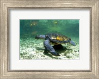 Framed Green Sea Turtle Savai'i Island, Western Samoa