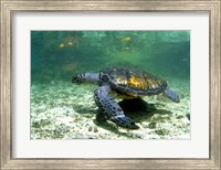 Framed Green Sea Turtle Savai'i Island, Western Samoa