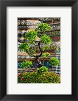 Framed Bonsai tree in front of chedi, Wat Pho, Bangkok, Thailand