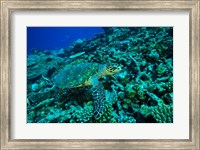 Framed Sea tutle, Southern Maldives, Indian Ocean
