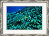 Framed Sea tutle, Southern Maldives, Indian Ocean