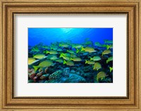 Framed Schooling Bluestripped Snappers, North Huvadhoo Atoll, Southern Maldives, Indian Ocean