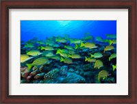 Framed Schooling Bluestripped Snappers, North Huvadhoo Atoll, Southern Maldives, Indian Ocean