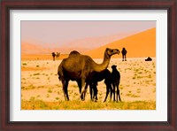 Framed Oman, Rub Al Khali desert, camels, mother and calves