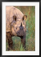 Framed Asia, Nepal, Royal Chitwan NP. Indian rhinoceros