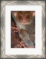 Framed Asia, Philippines, Tarsier