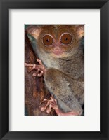 Framed Asia, Philippines, Tarsier