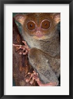 Framed Asia, Philippines, Tarsier