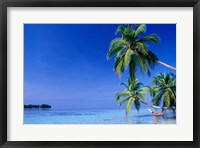 Framed Maldives, Felidhu Atoll. Man relaxing in hammock