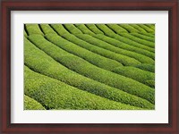 Framed Tea Field in Rize, Black Sea region of Turkey