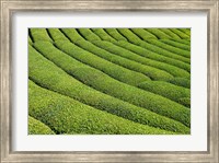 Framed Tea Field in Rize, Black Sea region of Turkey