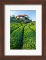 Framed Tea Field in Rize, Black Sea Region of Turkey
