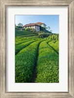 Framed Tea Field in Rize, Black Sea Region of Turkey