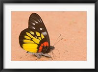 Framed Thailand, Tung Saleng Luang NP, Jezebel, salt minerals