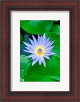 Framed Lily Flower at Wat Chalong temple Phuket, Thailand