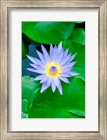 Framed Lily Flower at Wat Chalong temple Phuket, Thailand