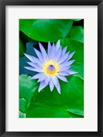 Framed Lily Flower at Wat Chalong temple Phuket, Thailand