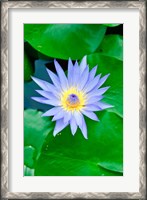 Framed Lily Flower at Wat Chalong temple Phuket, Thailand