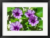 Framed Thailand, Ko Miang Island, Similan Island flowers