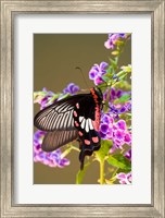 Framed Thailand, Doi Inthanon, Papilio polytes, butterfly