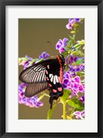 Framed Thailand, Doi Inthanon, Papilio polytes, butterfly