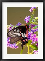 Framed Thailand, Doi Inthanon, Papilio polytes, butterfly