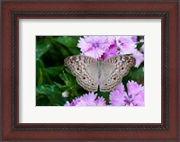 Framed Thailand, Khon Kaen, grey Pansy butterfly