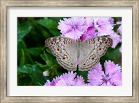 Framed Thailand, Khon Kaen, grey Pansy butterfly