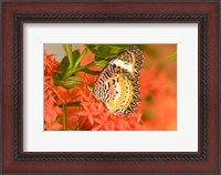 Framed Thailand, Nam Nao NP, Leopard Lacewing butterfly