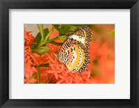 Framed Thailand, Nam Nao NP, Leopard Lacewing butterfly