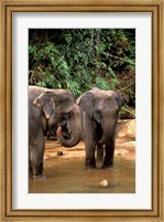 Framed Asian Elephants in Khao Yi National Park, Thailand