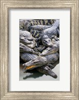 Framed Asia, Thailand Crocodiles
