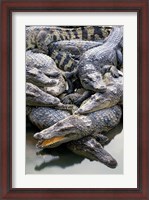 Framed Asia, Thailand Crocodiles