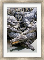 Framed Asia, Thailand Crocodiles