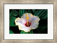 Framed Hibiscus flower, Bangkok, Thailand