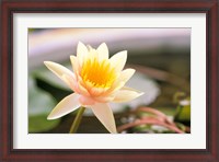 Framed Water Lily flower, Ayuthaya, Thailand