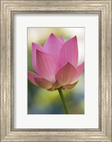 Framed Bloom of Lotus Flower, Bangkok, Thailand