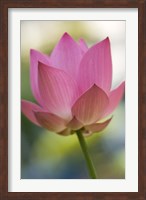 Framed Bloom of Lotus Flower, Bangkok, Thailand