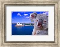 Framed Portrayal of Opera House and Koala, Sydney, Australia