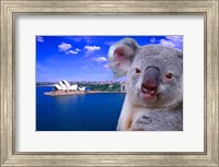 Framed Portrayal of Opera House and Koala, Sydney, Australia