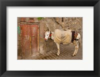 Framed Donkey and Cobbled Streets, Mardin, Turkey