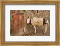 Framed Donkey and Cobbled Streets, Mardin, Turkey