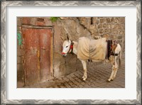 Framed Donkey and Cobbled Streets, Mardin, Turkey